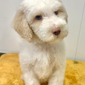 Labradoodle