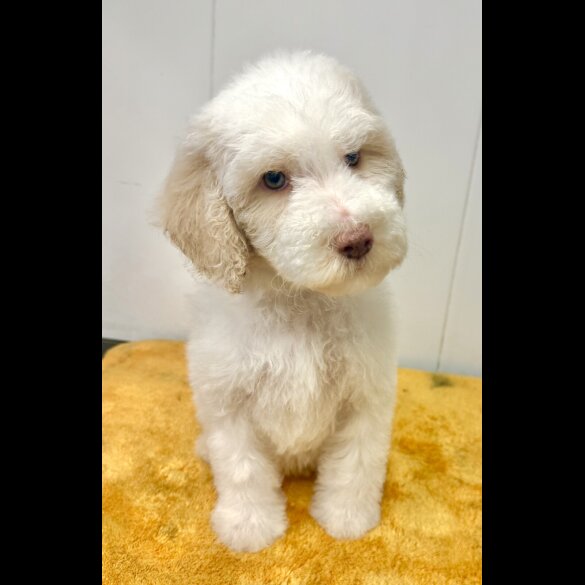 Labradoodle