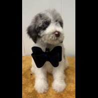Labradoodle