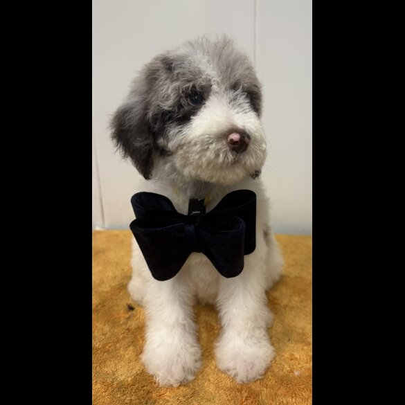 Labradoodle