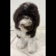 Labradoodle