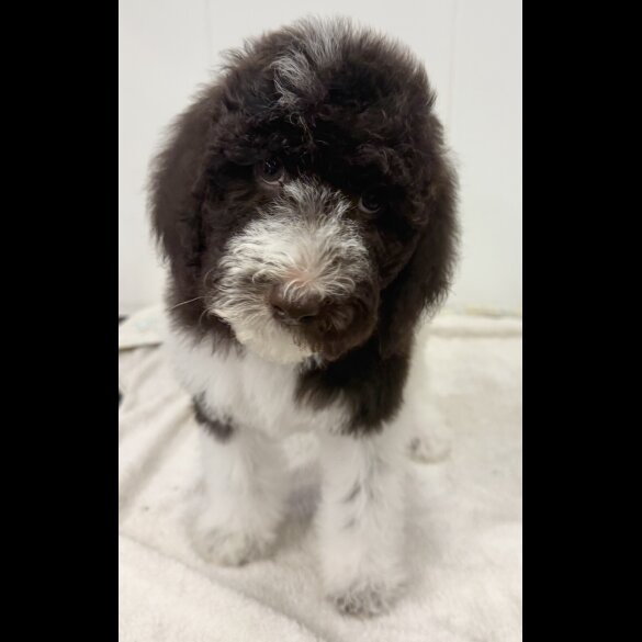 Labradoodle
