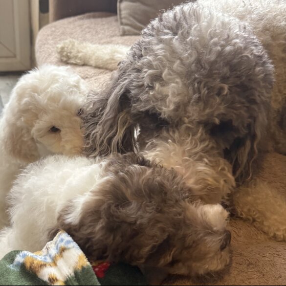 Labradoodle