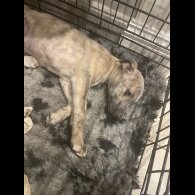 Whippet
