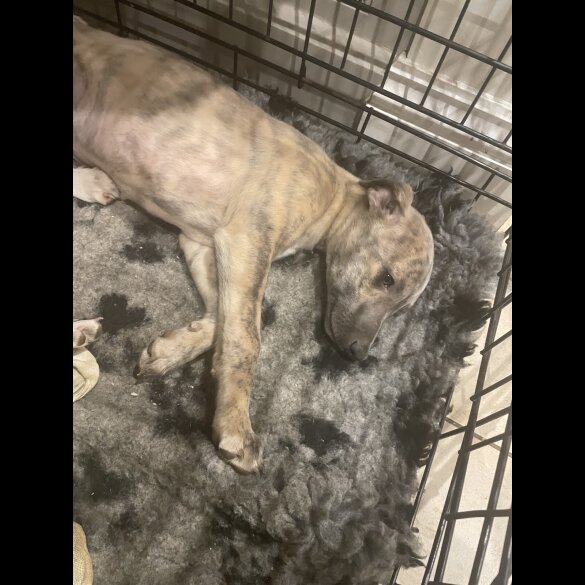 Whippet