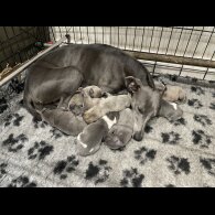 Whippet