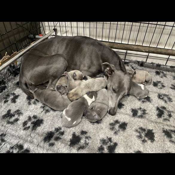 Whippet