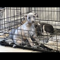 Whippet