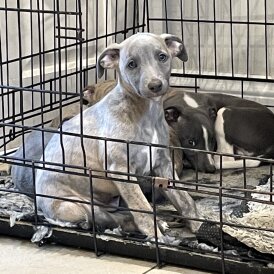 Whippet