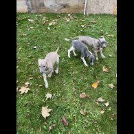 Whippet