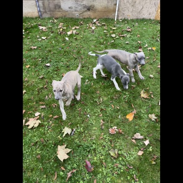 Whippet