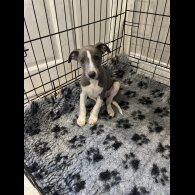 Whippet