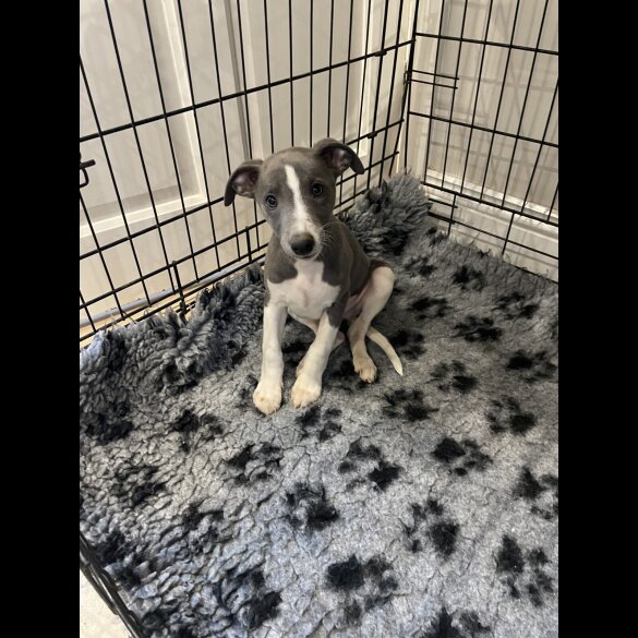 Whippet