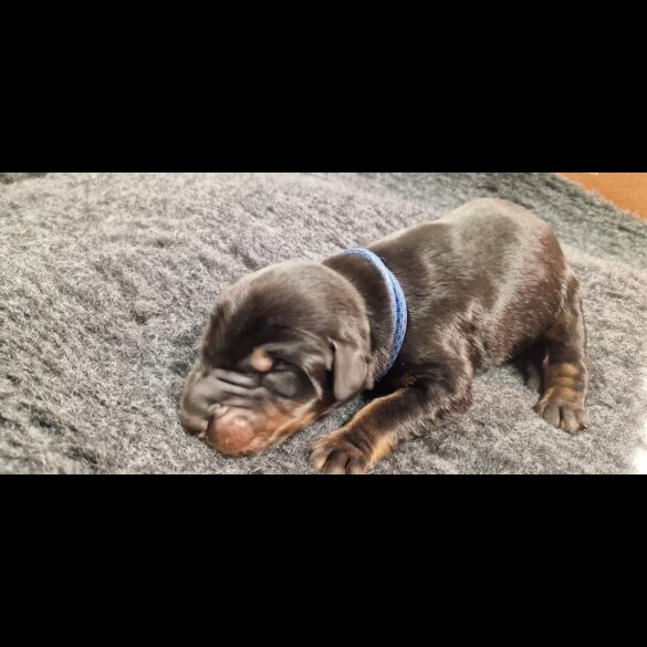 Doberman