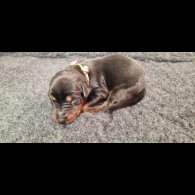 Doberman
