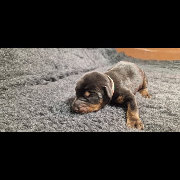 Doberman
