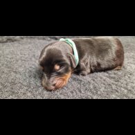Doberman