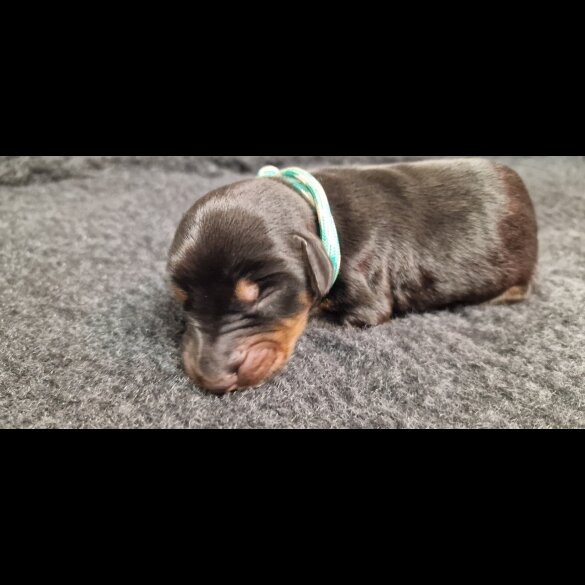 Doberman