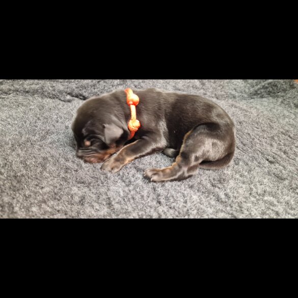 Doberman