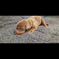 Doberman