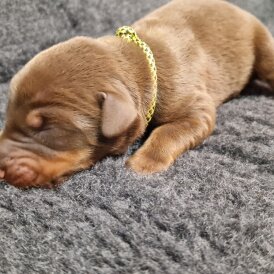 Doberman