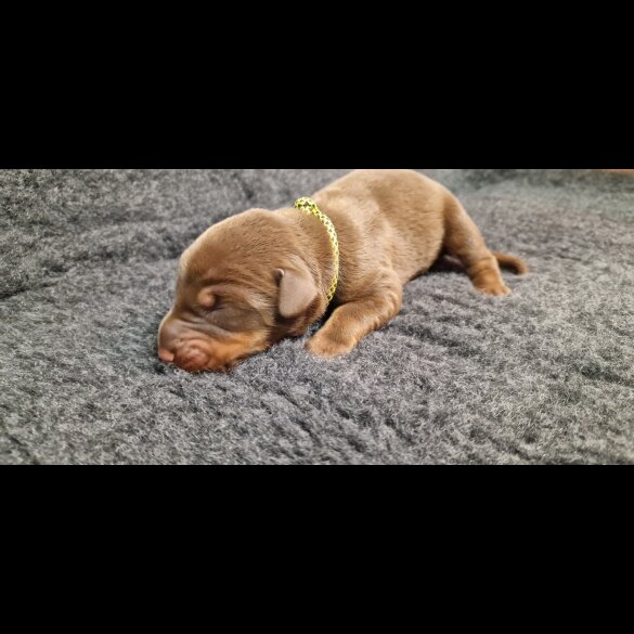 Doberman