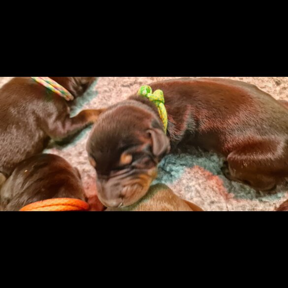 Doberman