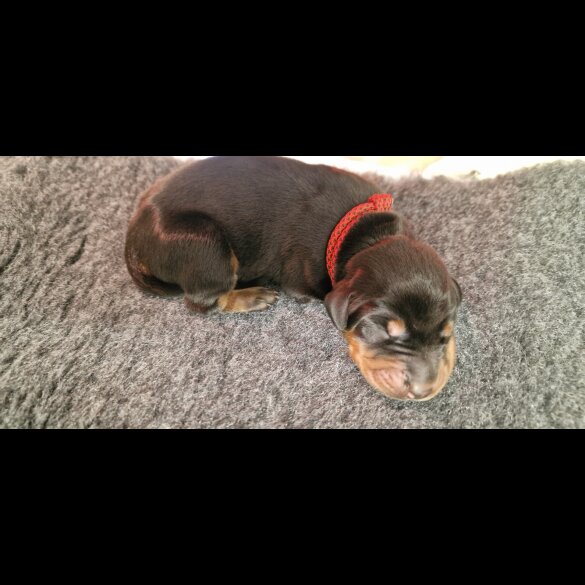 Doberman