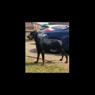 Doberman