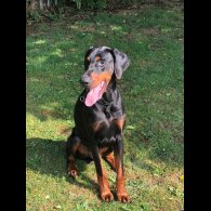 Doberman