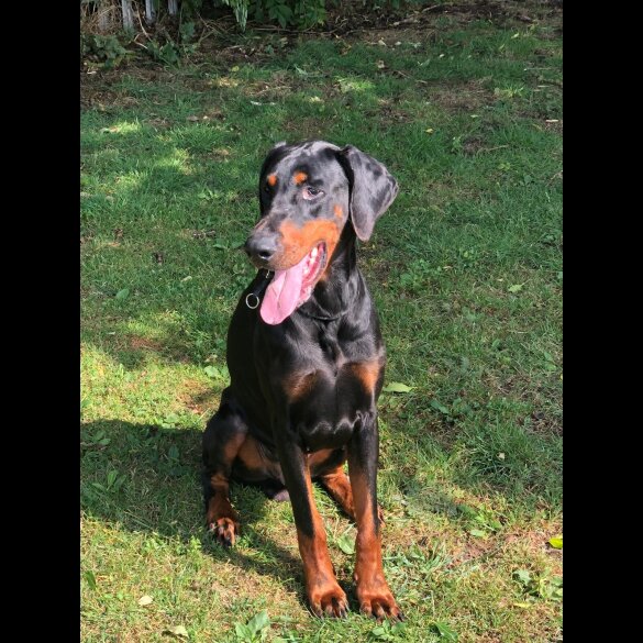 Doberman
