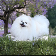 Pomeranian