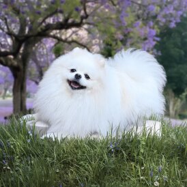 Pomeranian