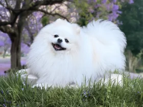 Pomeranian