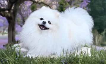Pomeranian