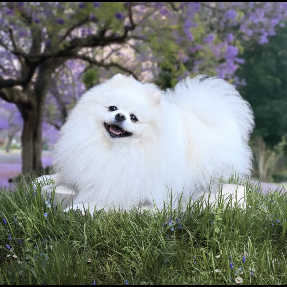 Pomeranian