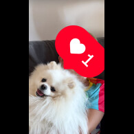 Pomeranian