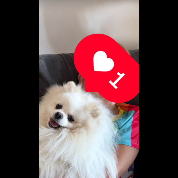 Pomeranian