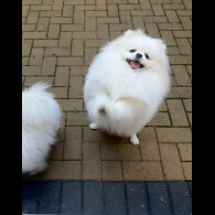 Pomeranian
