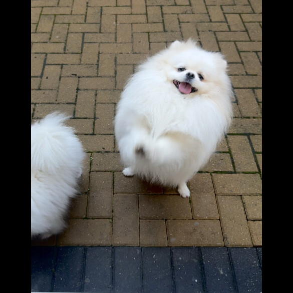 Pomeranian