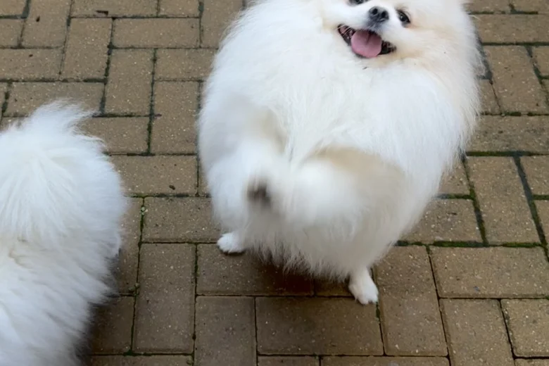 Pomeranian
