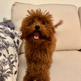 Toy Poodle - Both