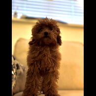 Toy Poodle - Both