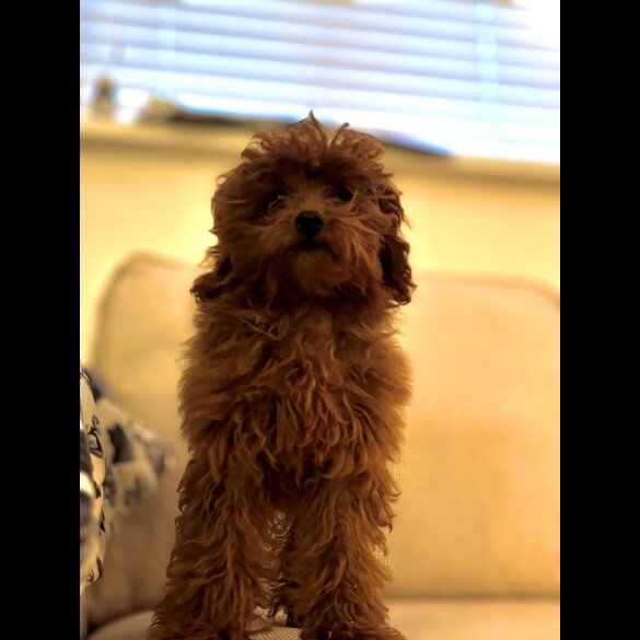 Toy Poodle - Both