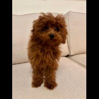 Toy Poodle - Both