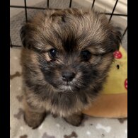 Mixed Breed