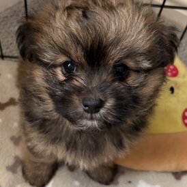 Mixed Breed