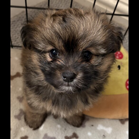 Mixed Breed