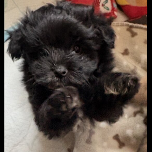 Mixed Breed