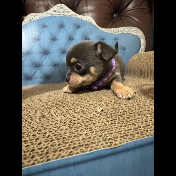Chihuahua